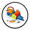 เป็ดหงส์ Mandarin Duck