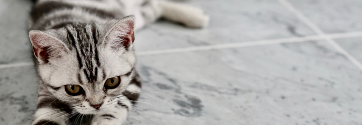 พื้นที่บ้านเริ่มเก่าแล้ว มีวัสดุไหนที่สามารถปูทับพื้นเก่าได้เลย 