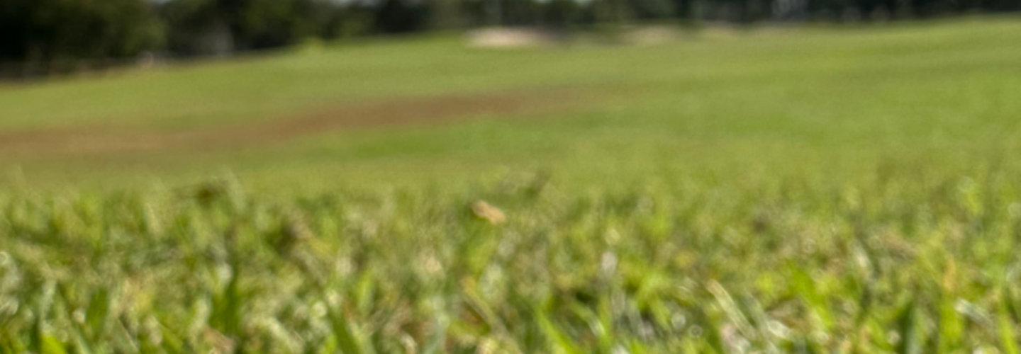 ประเภทของหญ้าที่ใช้ในสนามกอล์ฟ