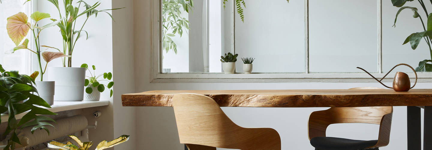 ประเภทของต้นไม้ที่ใช้ในการประดับพื้นที่ คอนโดหรือระเบียงขนาดเล็ก