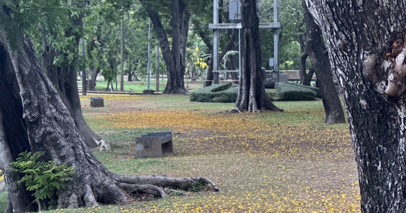 ต้นไม้ นนทรี ในสวนลุม