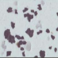 DYNOFLEX Rubber Tile SL-1109